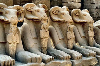 Amonra Sphinxes