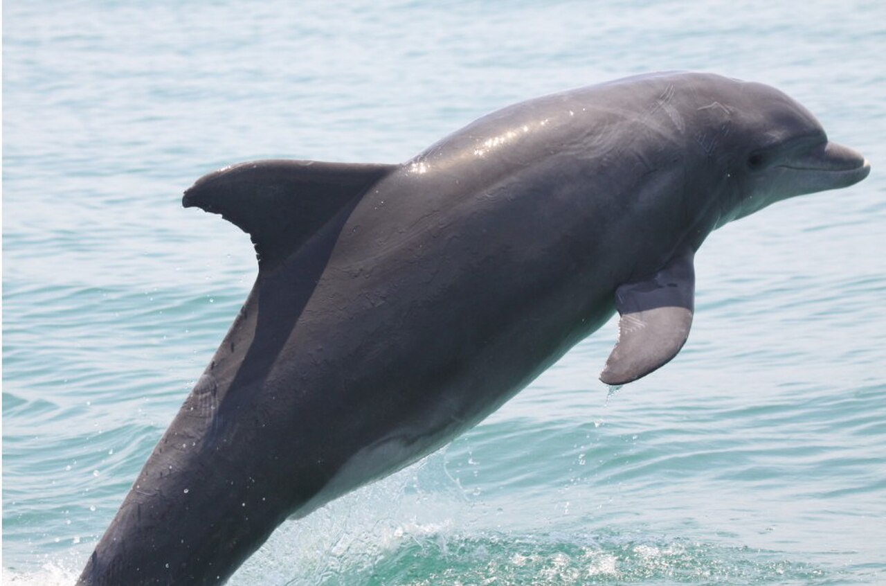 A bottlenose dolphin leaping high above clear blue water