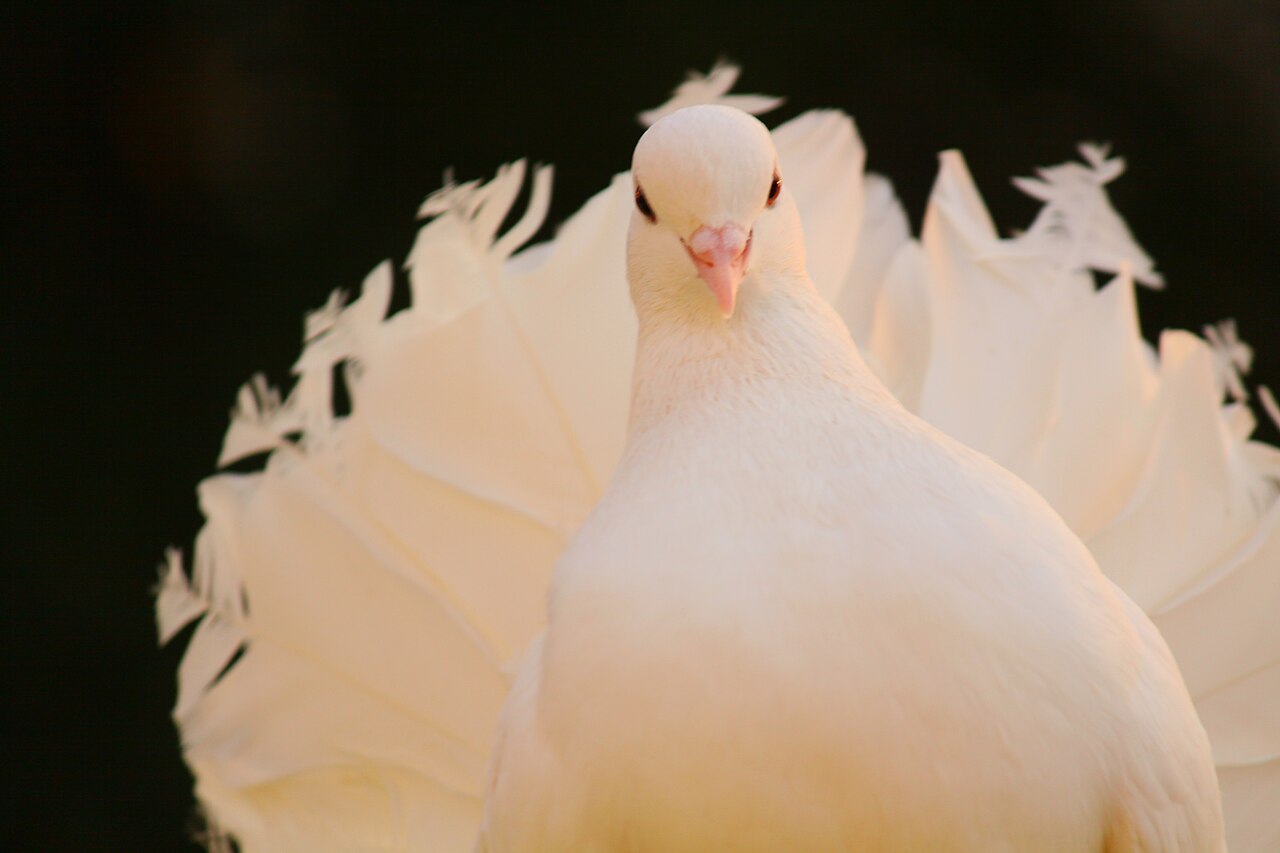 A white fantail dove faces the viewer, luminous feathers spreading against a dark background.