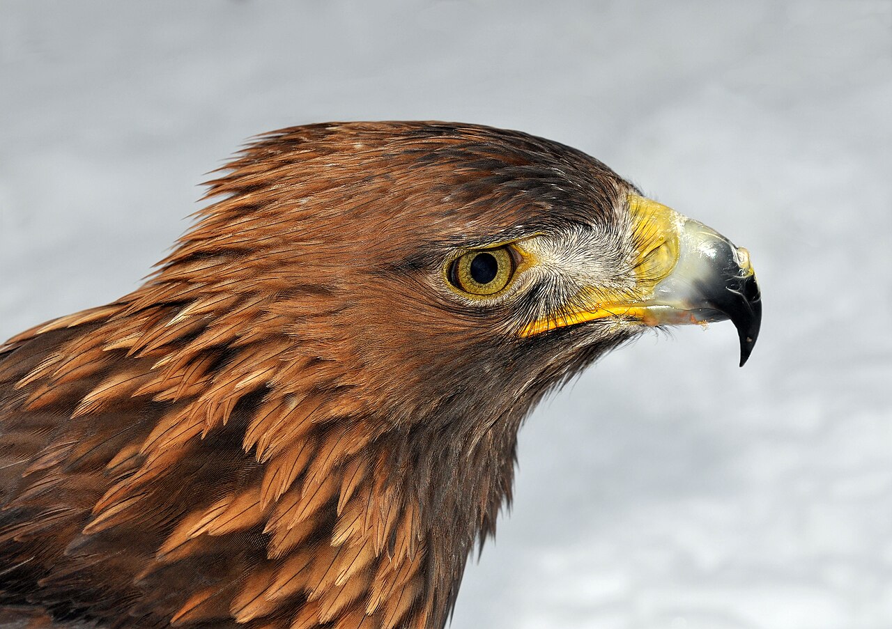 Close portrait of a golden eagle, with luminous golden neck feathers and a sharply visible eye and hooked beak.