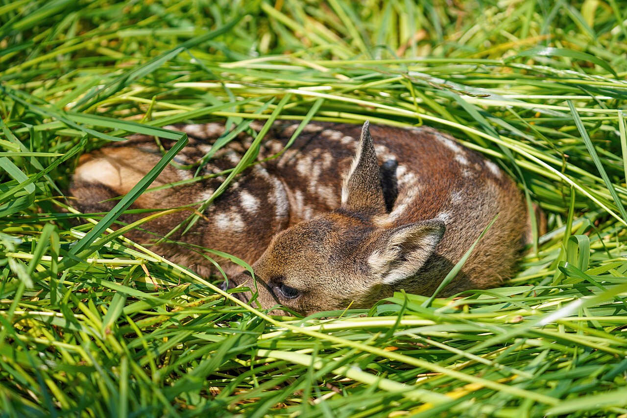 A very young spotted roe deer fawn resting in grass