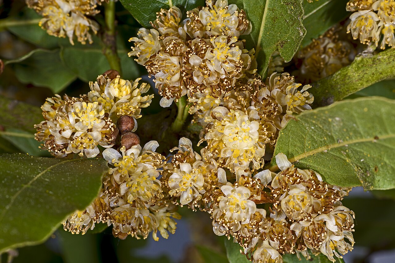 Leaves and clusters of pale flowers on a bay laurel branch.