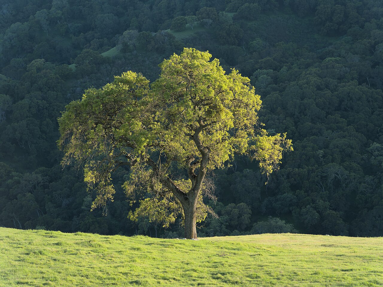 A complete solitary oak lit by warm sunlight on a green slope before darker woodland.