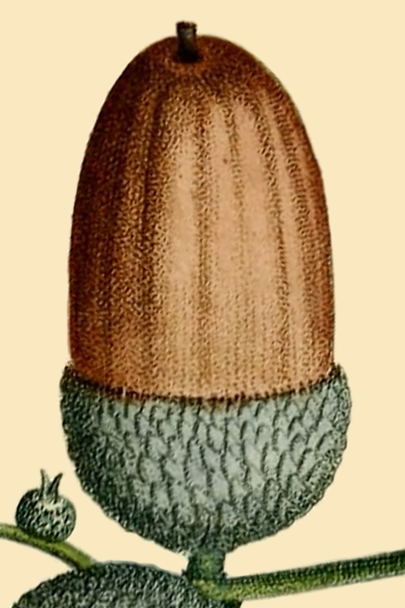 Botanical illustration of an acorn of the European oak Quercus robur