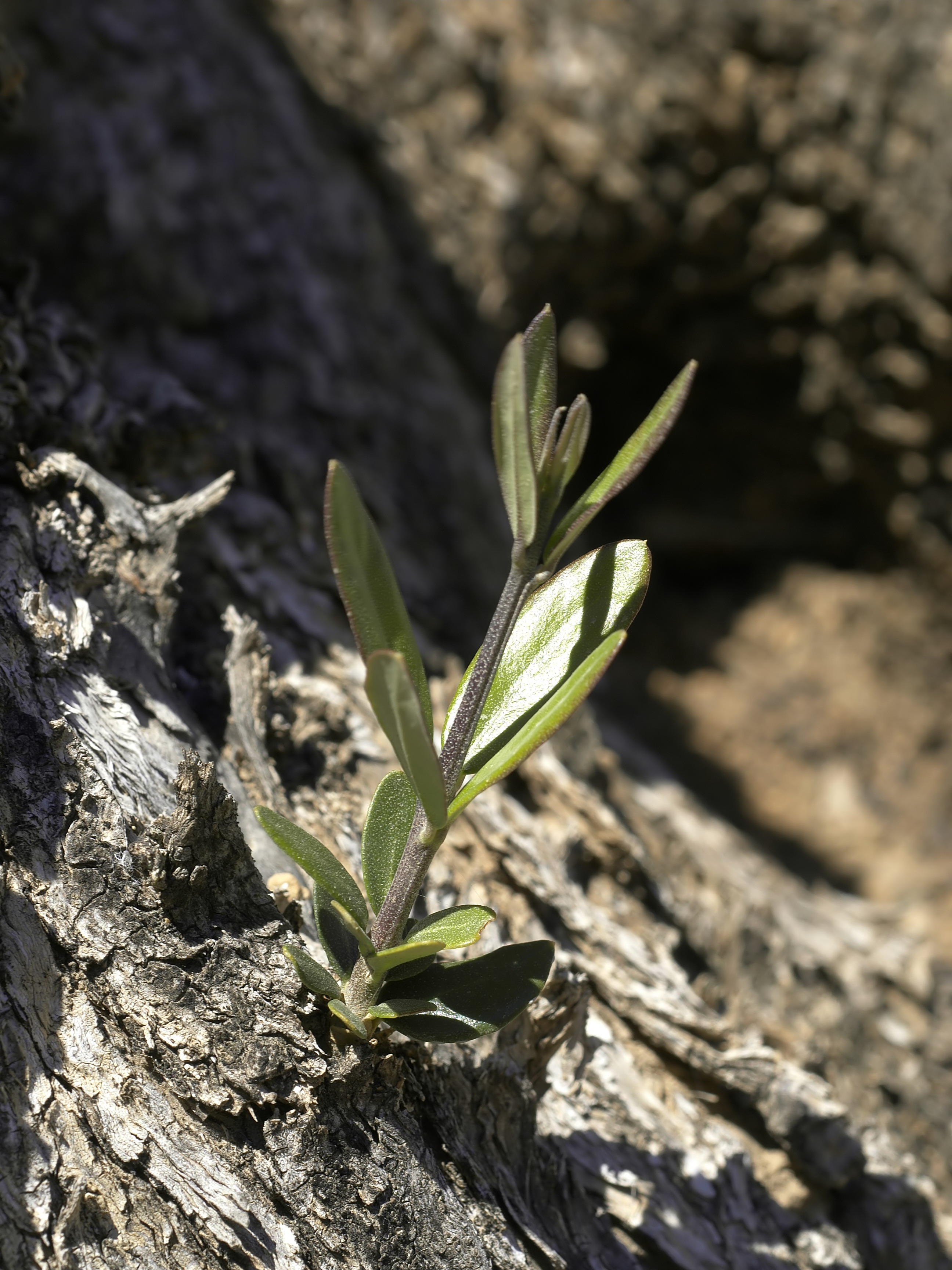 Olive tree growing near Horta de Sant Joan in Catalonia.