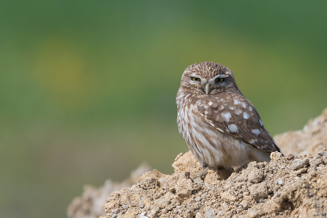 A living little owl stands alert on stony ground, with bright yellow eyes against a soft green background.