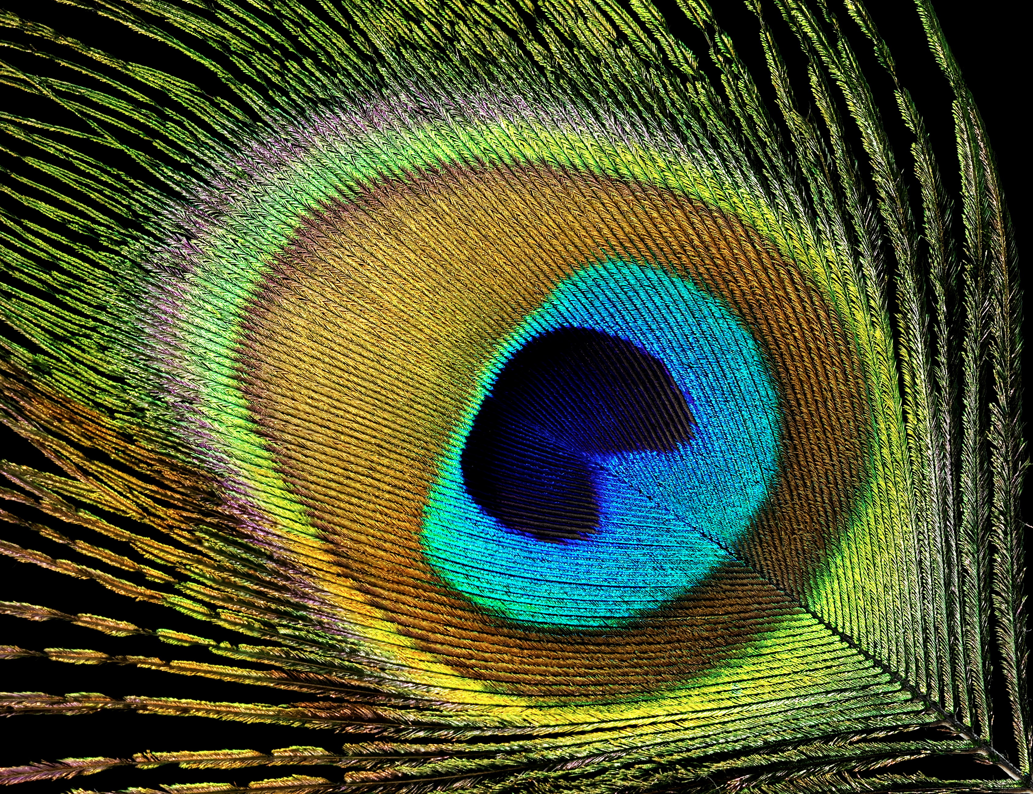 Close view of the blue, green, and bronze eye pattern of a peacock feather.