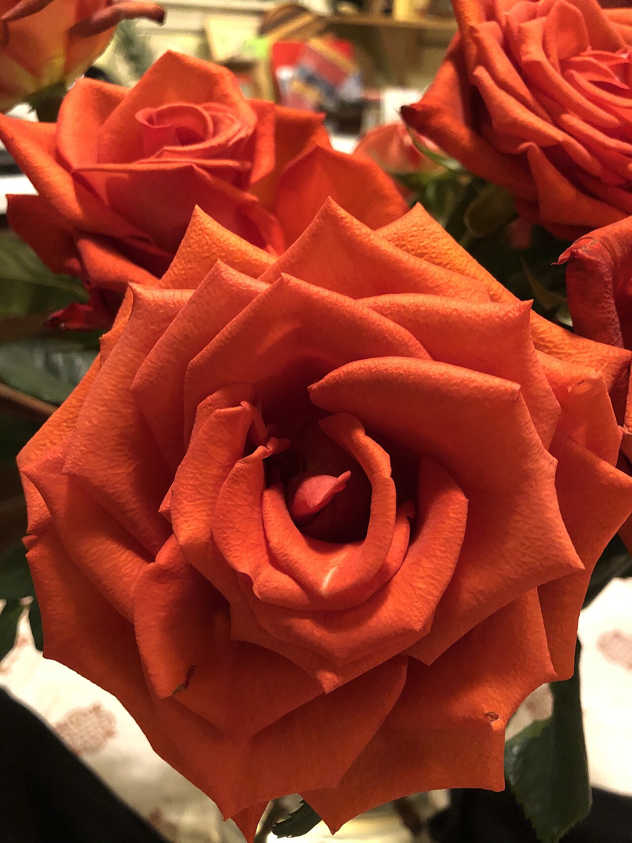 A rich red rose in full bloom, its layered petals opening around a deep central cup.