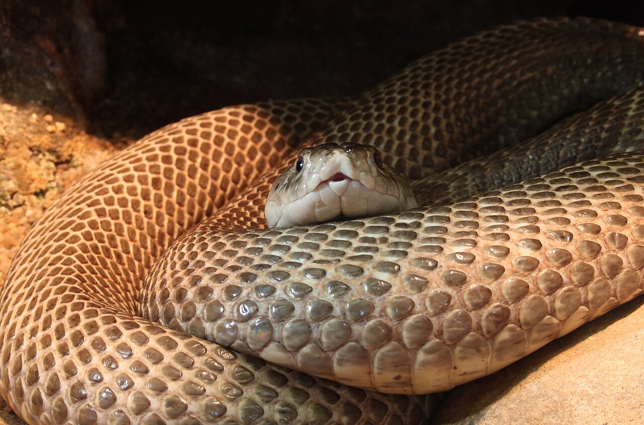 A living Indian cobra resting in coils, its glossy patterned scales and head clearly visible.