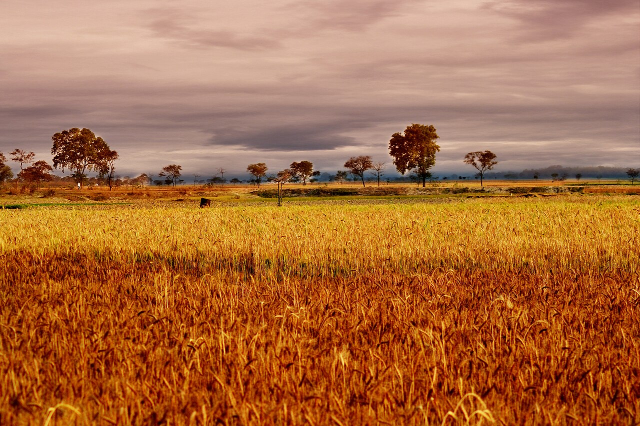A field of golden wheat with richly illuminated ears of grain