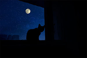 Bastet Night