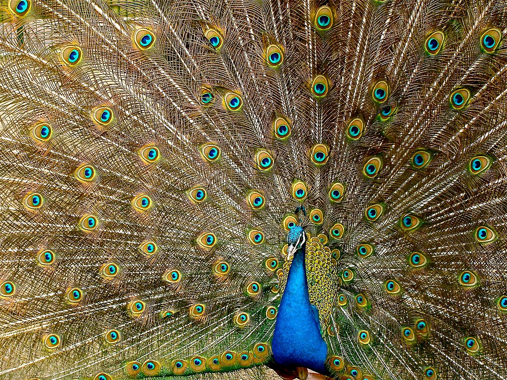 A peacock displaying its full train.