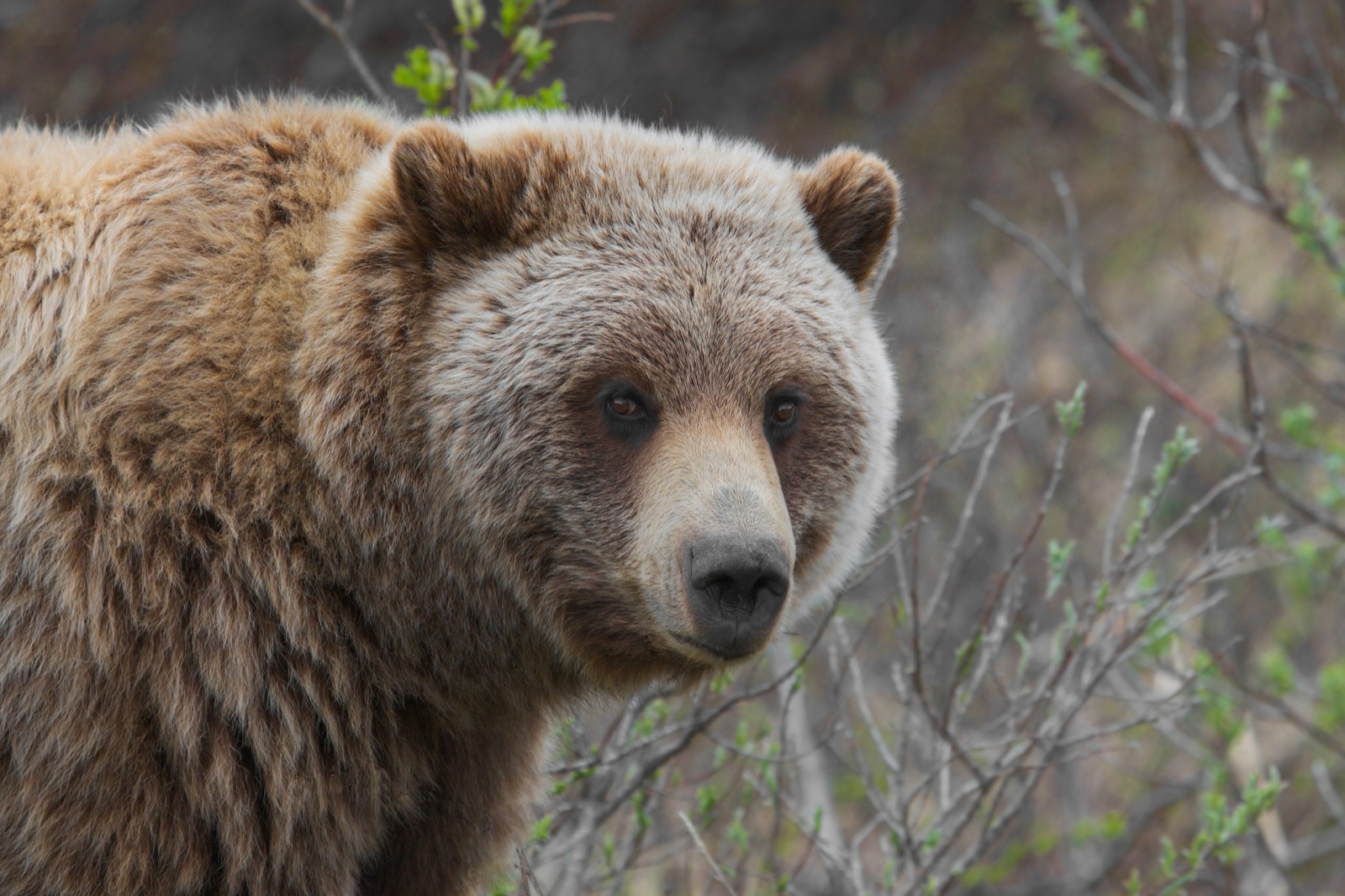 A grizzly bear, the North American form of the brown bear.