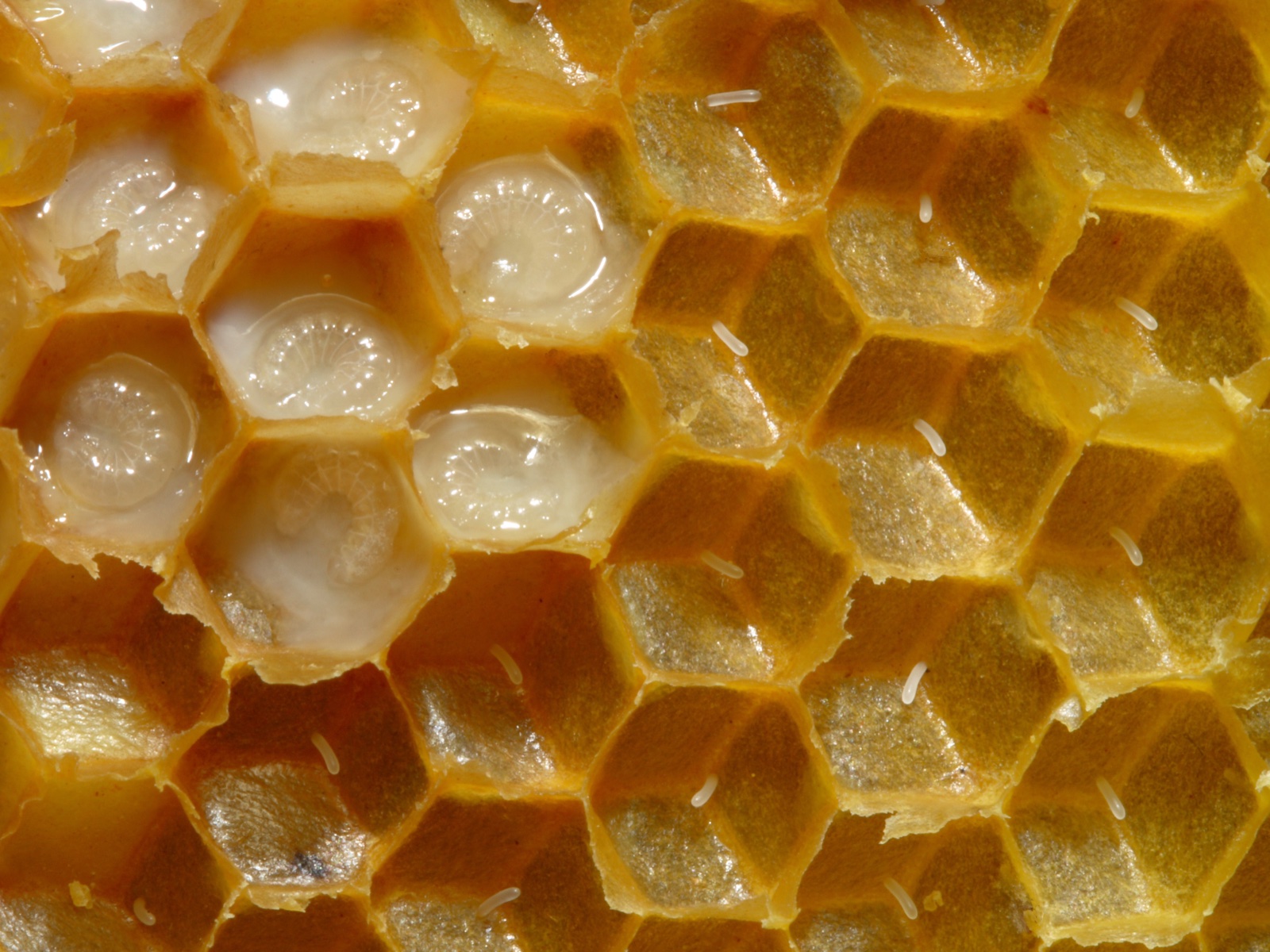 Honeycomb cells cut open to show bee eggs and young larvae.