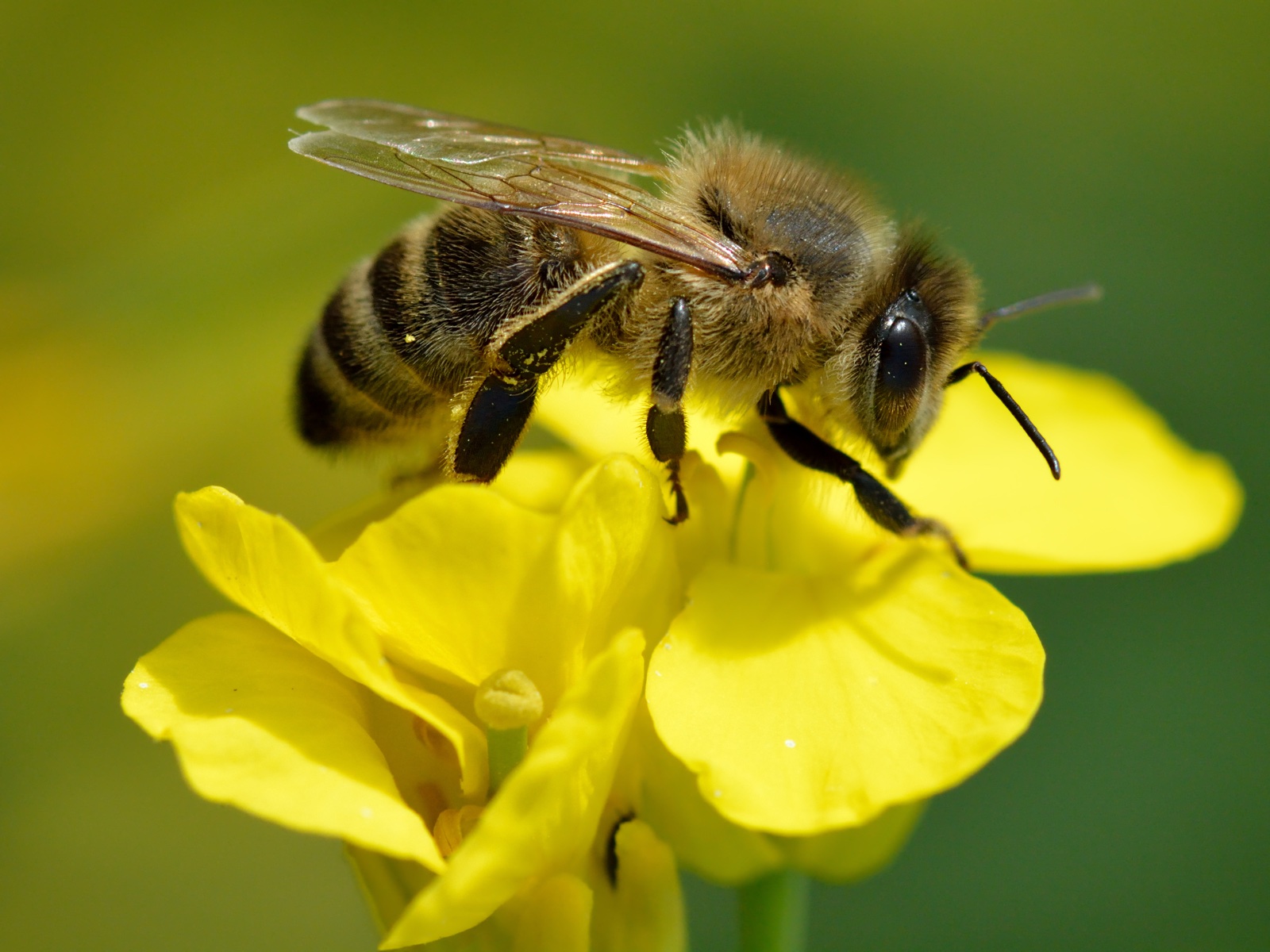 A honey bee on a yellow rapeseed flower.