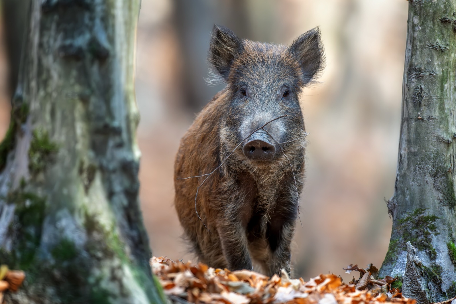 A wild boar in a forest.