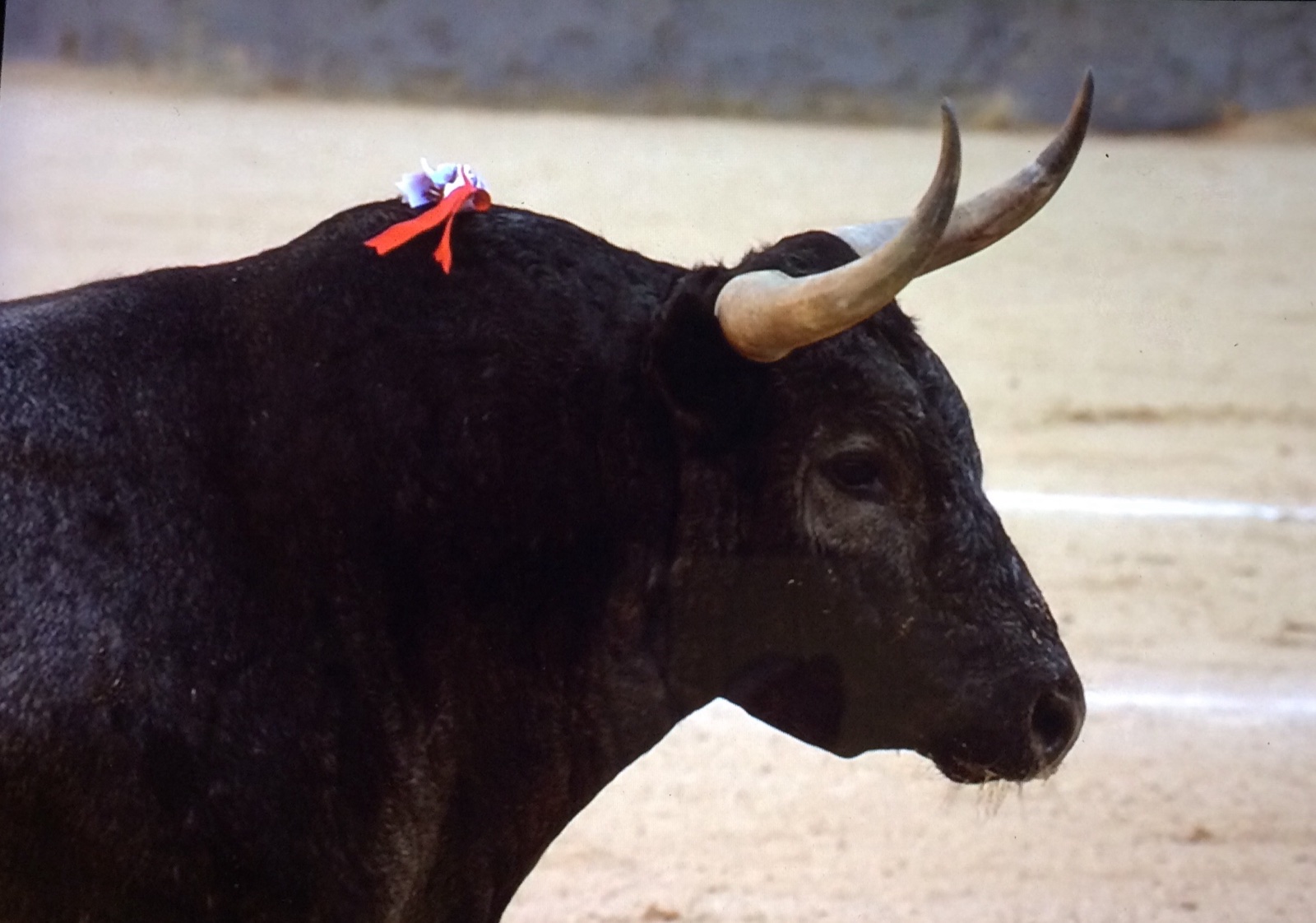 A Spanish fighting bull of the cornivuelto type, whose horn tips turn back.
