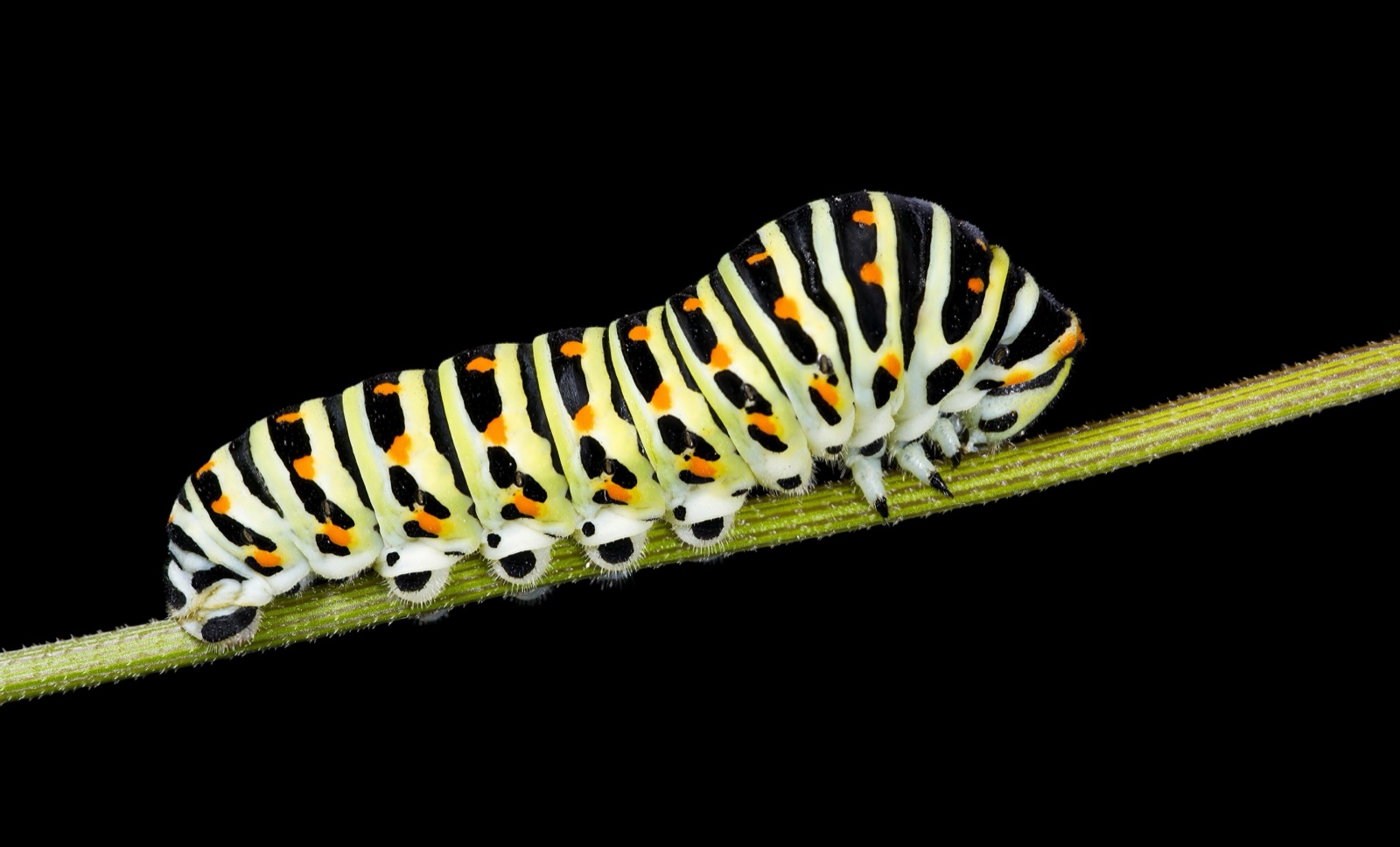 A swallowtail caterpillar photographed in close-up.