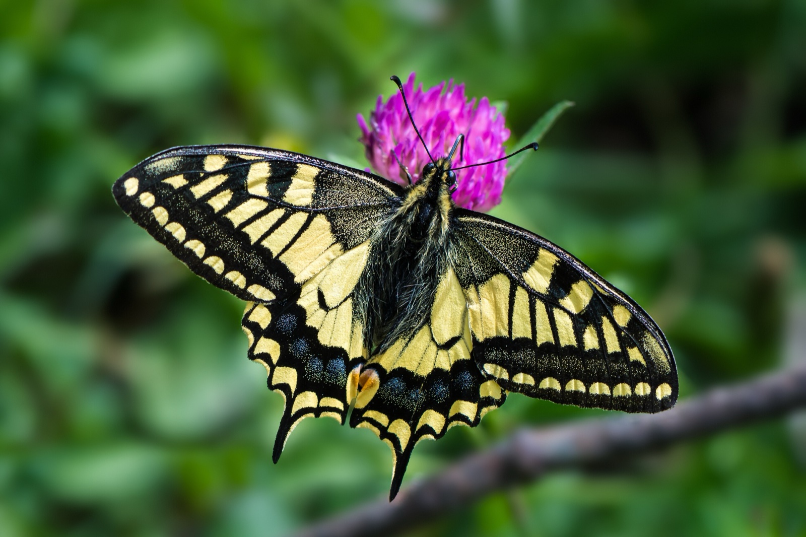 An Old World swallowtail butterfly with yellow and black patterned wings and tailed hindwings.
