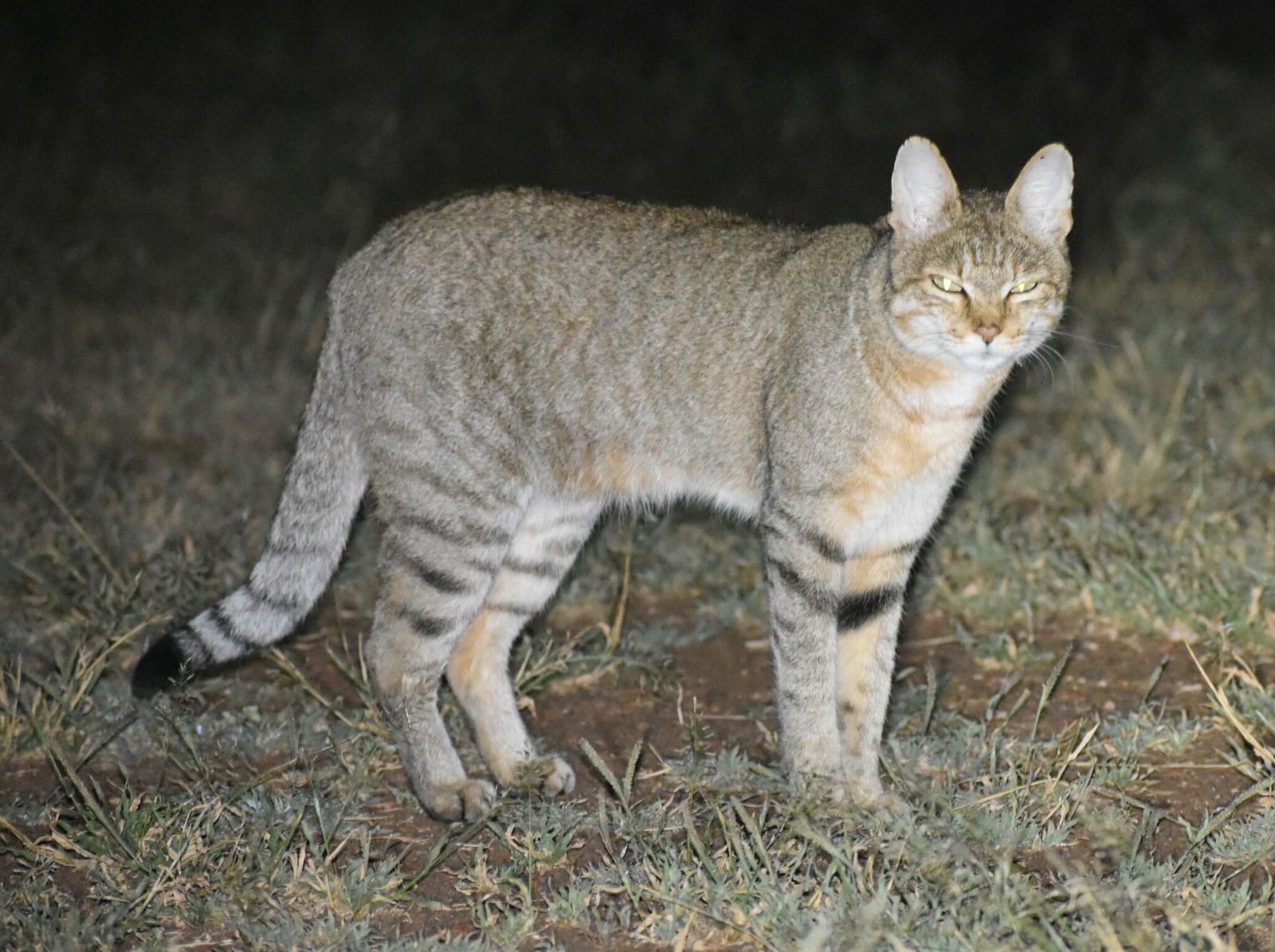 An African wildcat, the wild ancestor of the domestic cat, photographed in South Africa.