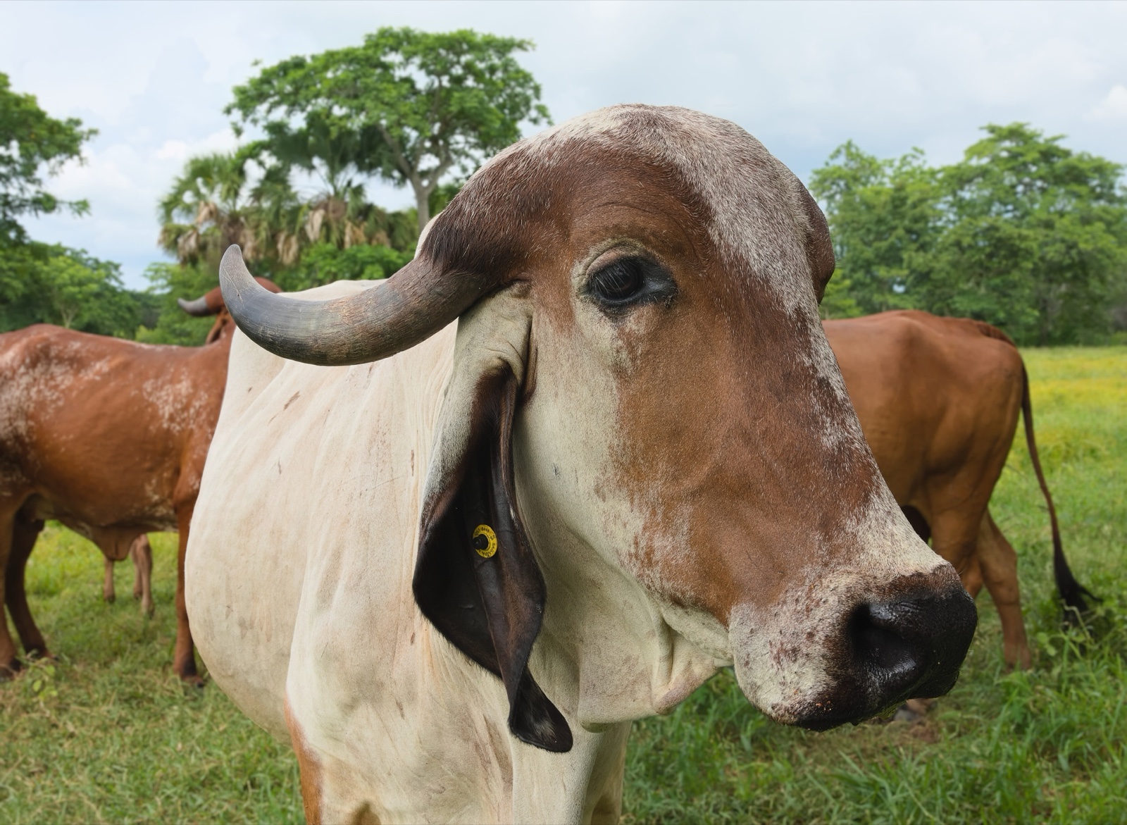 Portrait of a Gir cow, a zebu breed, photographed in Balancán, Mexico.