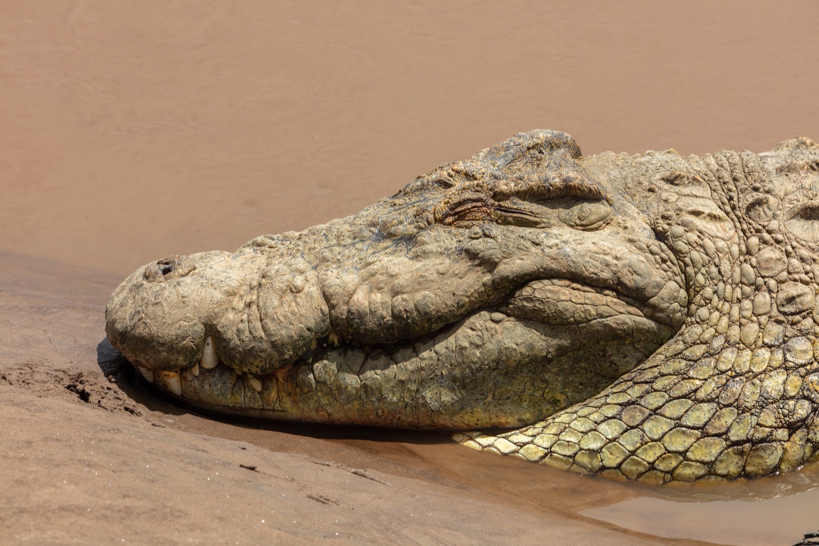A large Nile crocodile resting on a sandy riverbank, its long toothed snout and armoured back in full view.