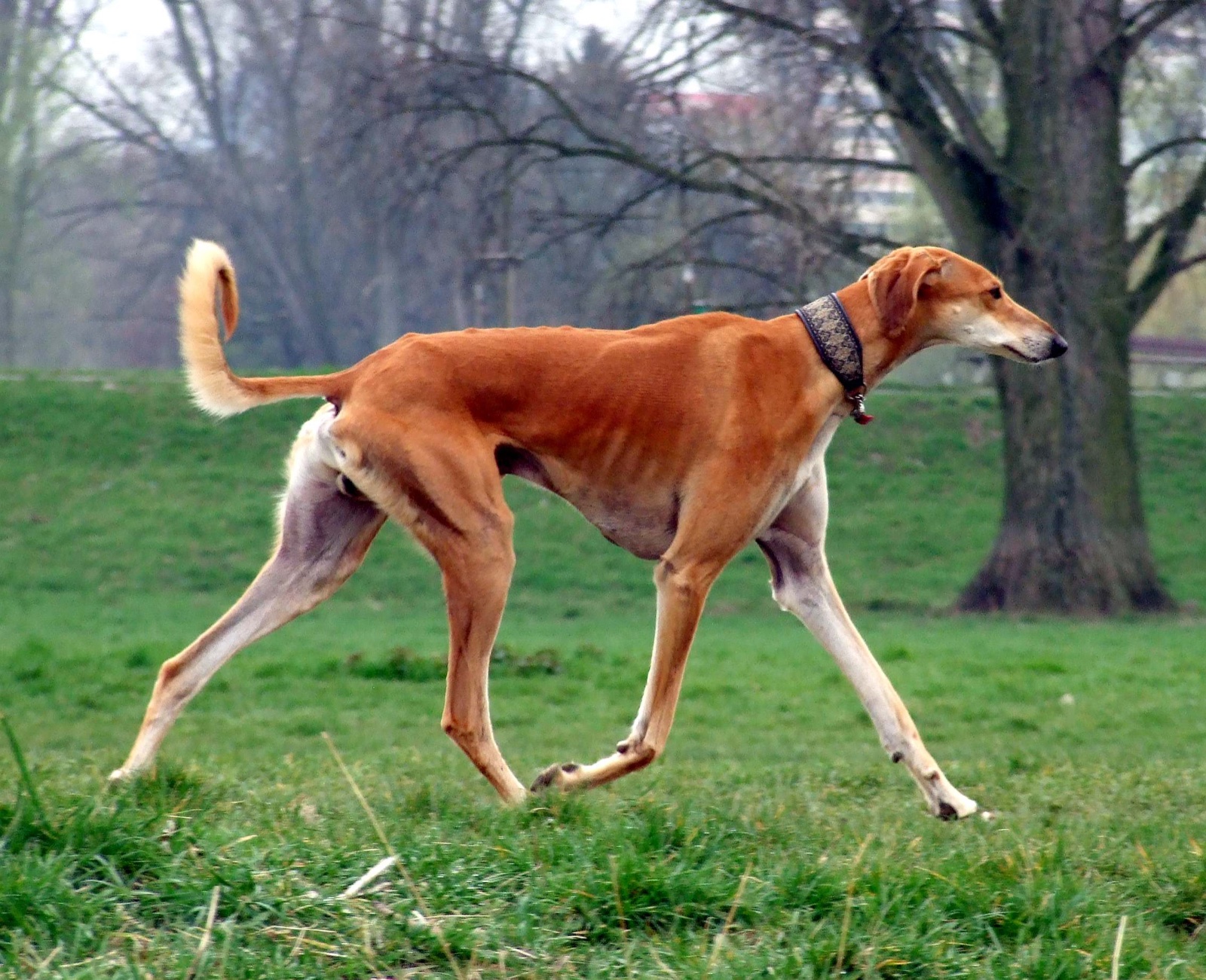 A slender red smooth-coated saluki sighthound standing in profile, ears hanging, looking ahead.
