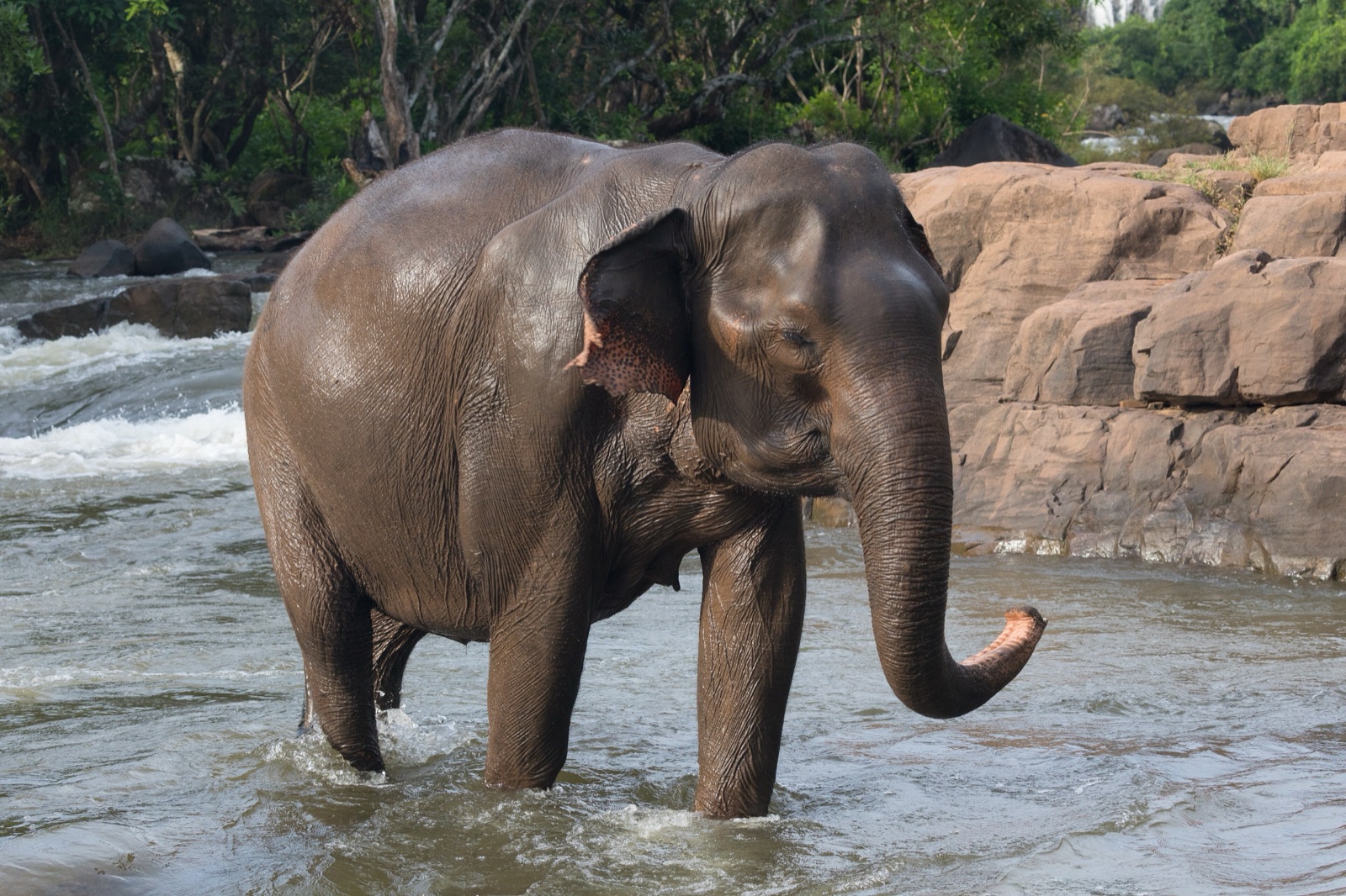 A female Asian elephant wading through a shallow river in warm evening light.