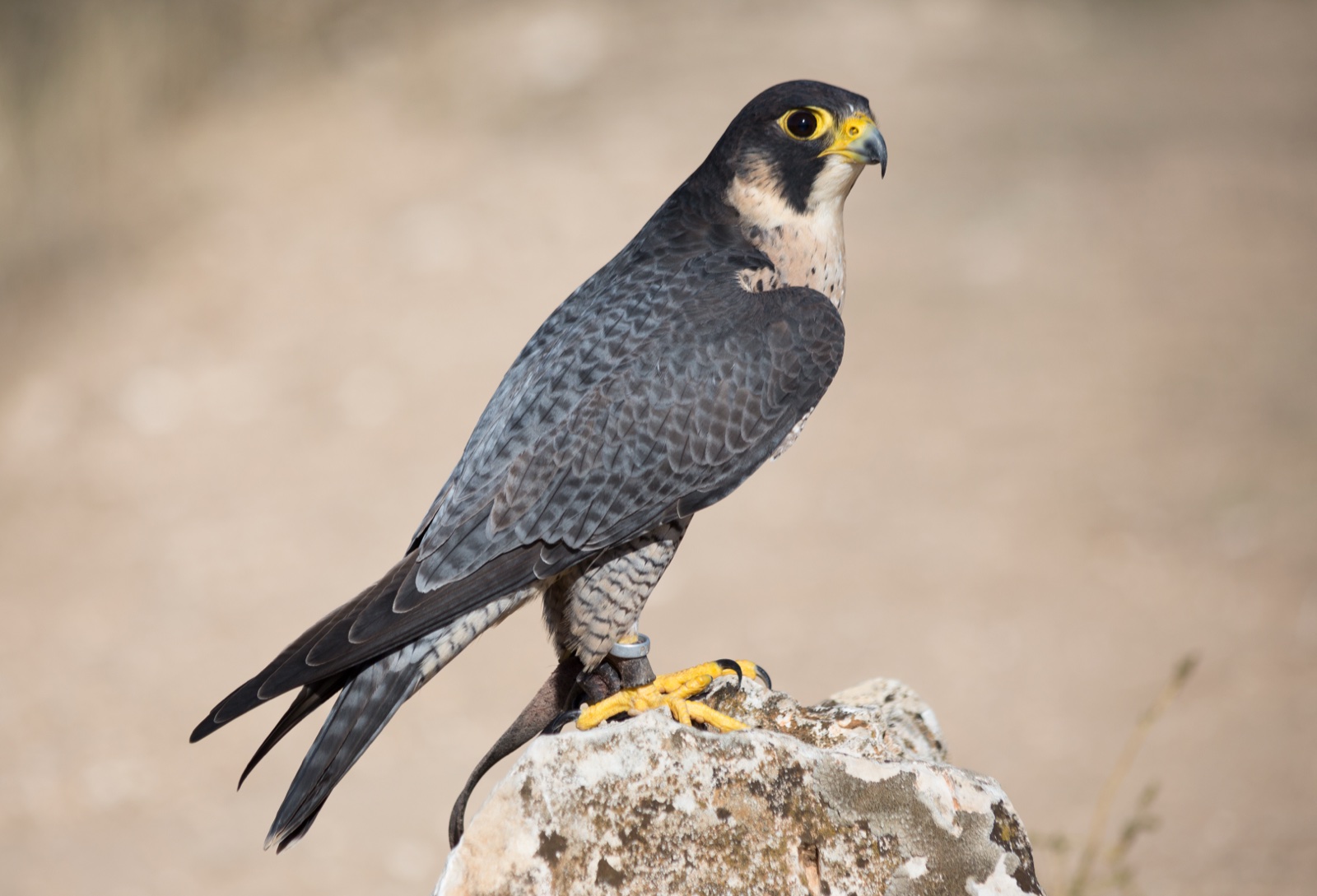 Close view of a peregrine falcon perched, with dark hood and barred breast.