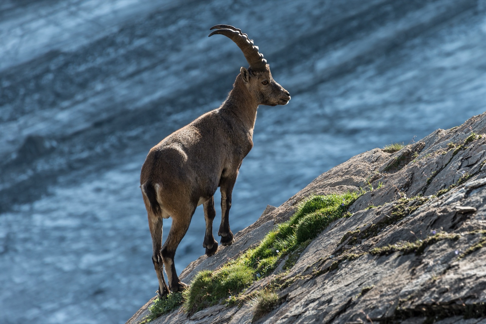 An Alpine ibex in the mountain landscape of the Hohe Tauern National Park in Austria.
