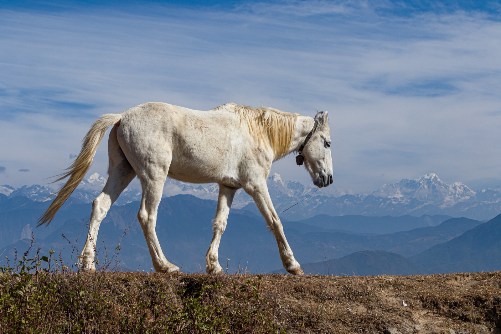 A domestic horse on open ground at Suryachaur, Nepal, with a long range of mountains behind.
