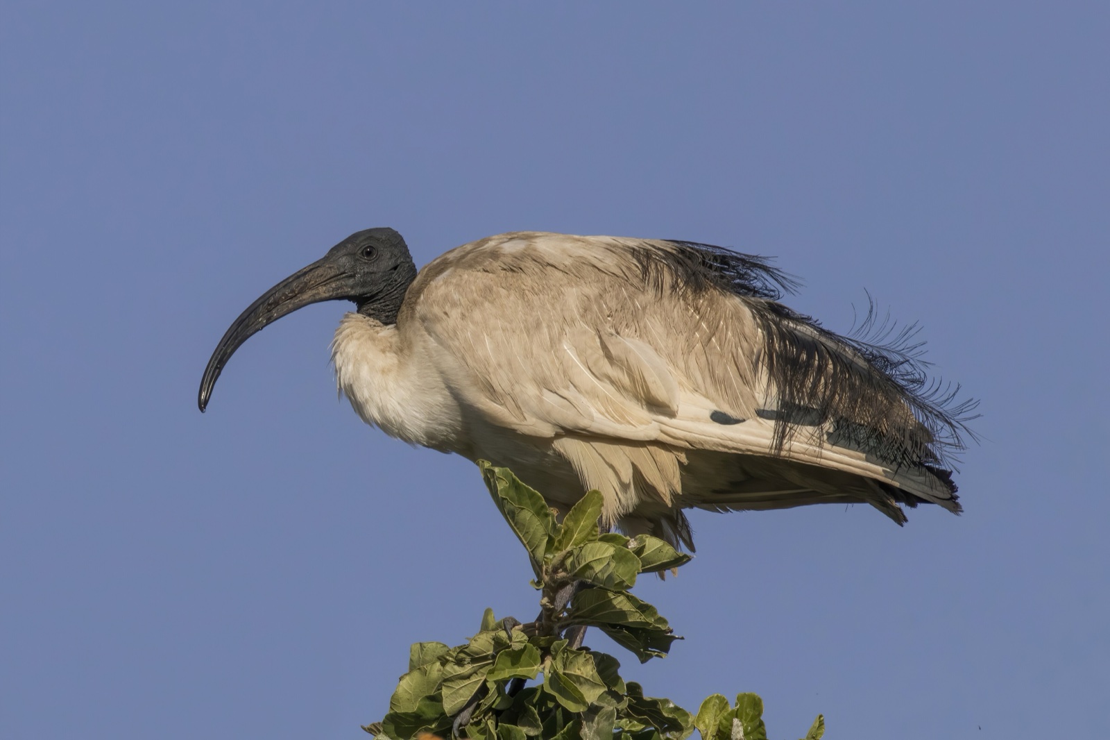 A sacred ibis with white body plumage, a bare black head and neck and a long down-curved black bill.
