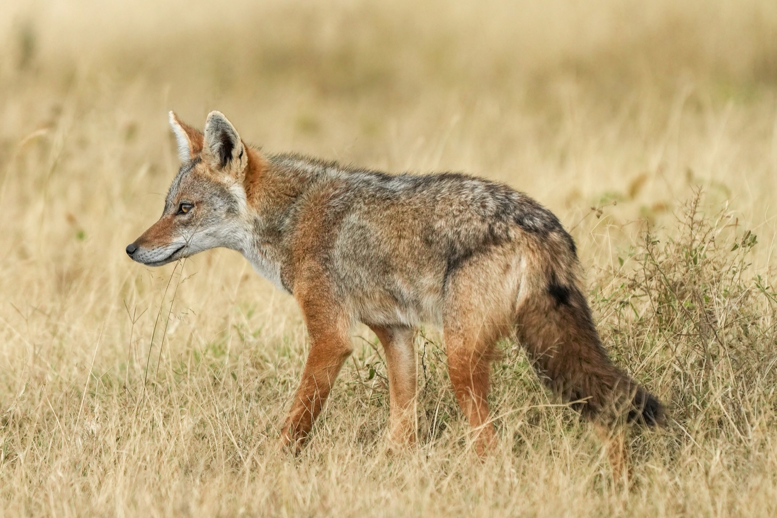 An African golden wolf, a slender tawny canid with large ears, in Serengeti National Park.