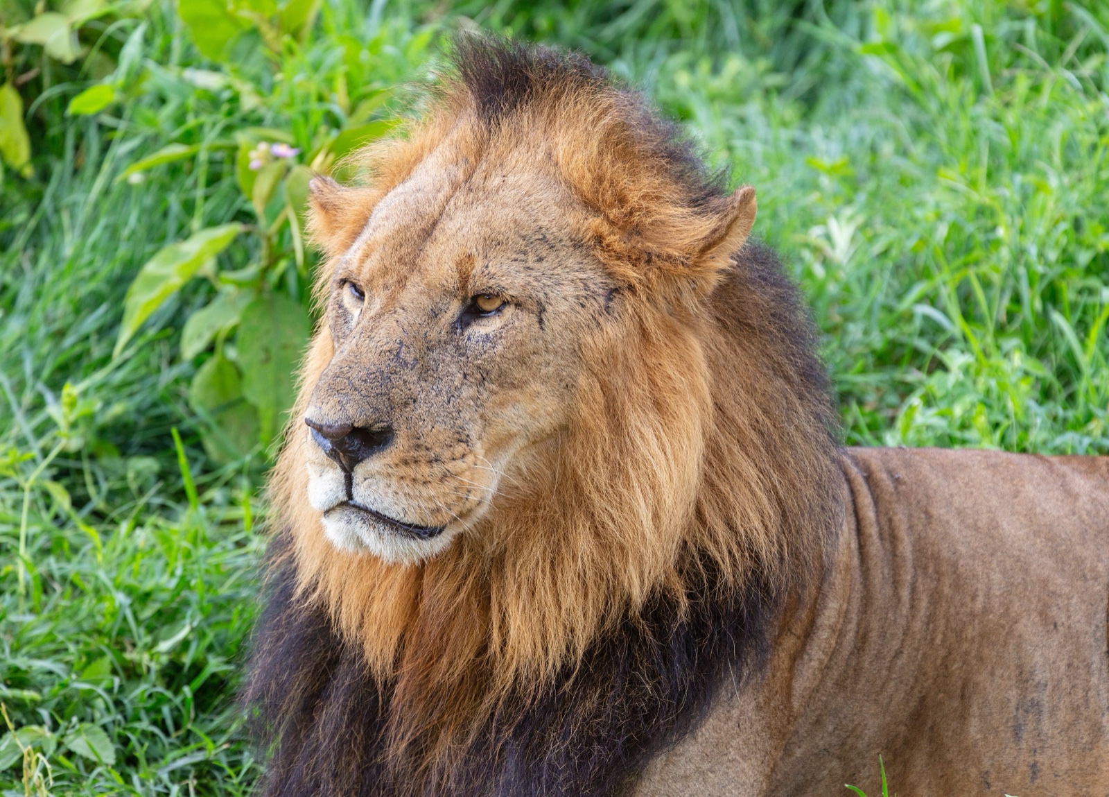 A male lion with a full mane in Lake Nakuru National Park, Kenya.