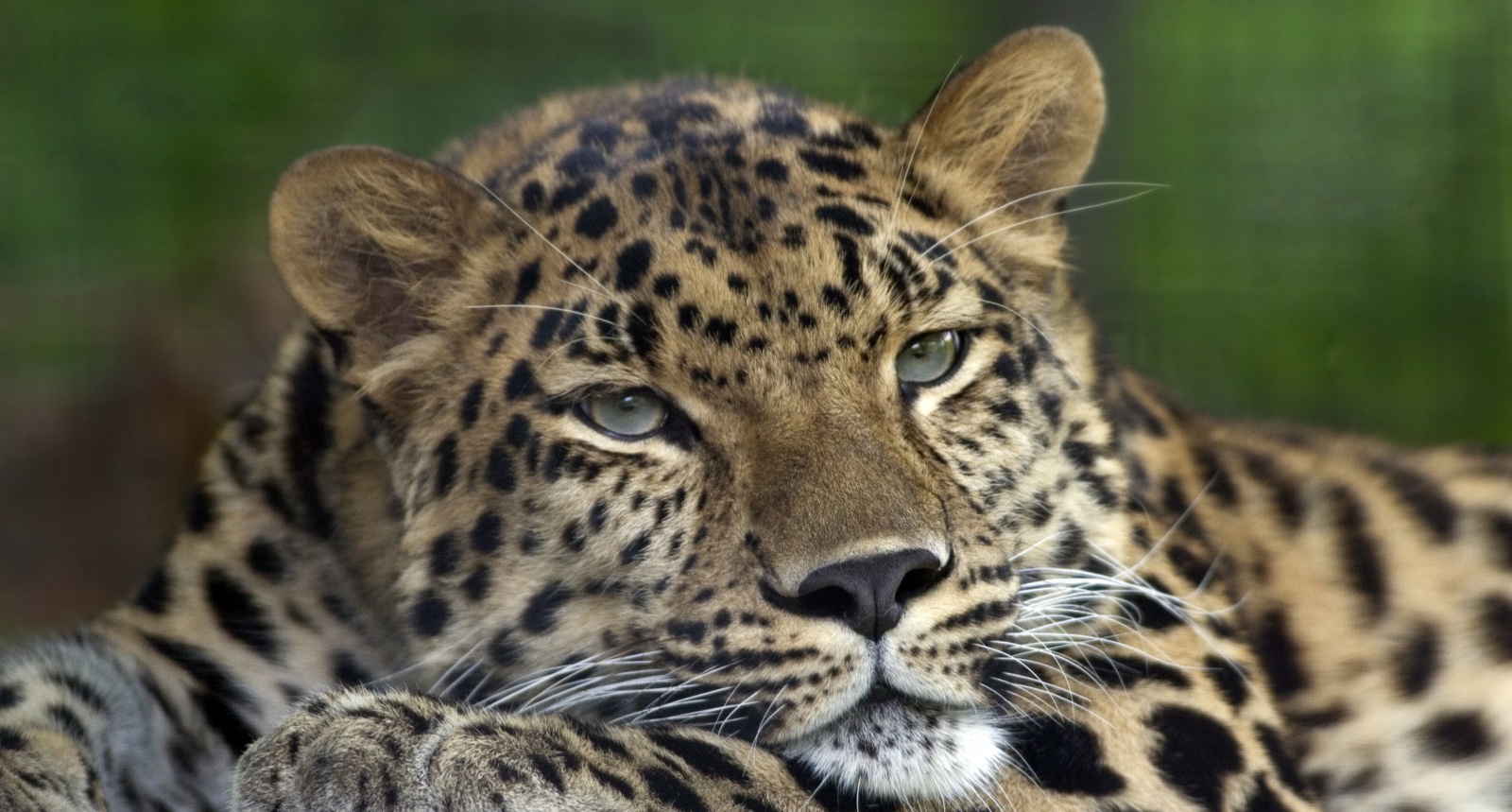An Amur leopard with a pale, rosette-spotted coat.