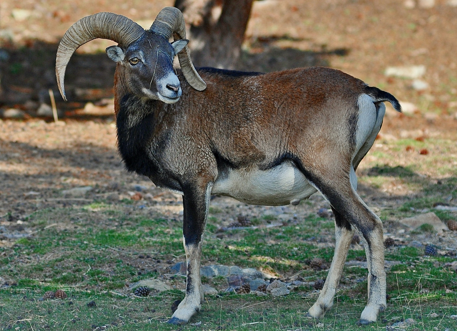 A European mouflon ram with curved horns, photographed at Naturlandia.