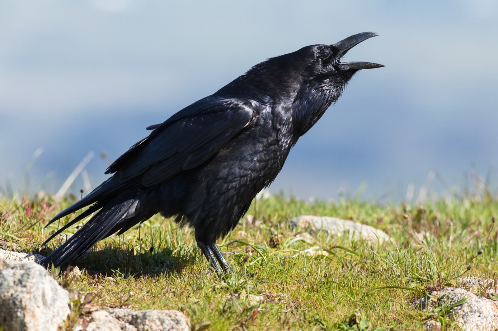 A glossy black raven calling with its bill open.