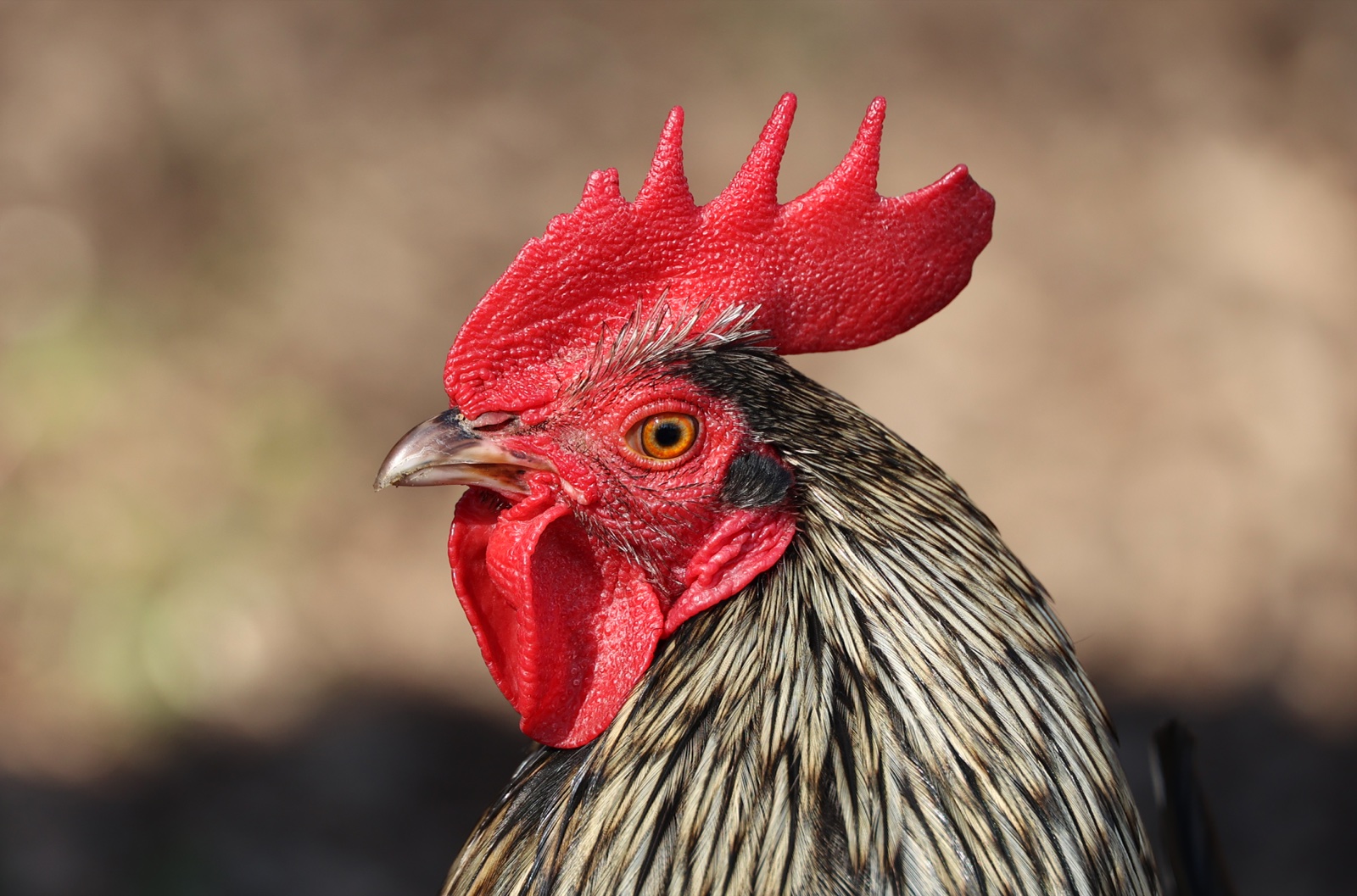 Close portrait of a rooster with a red comb and wattles and glossy neck feathers.