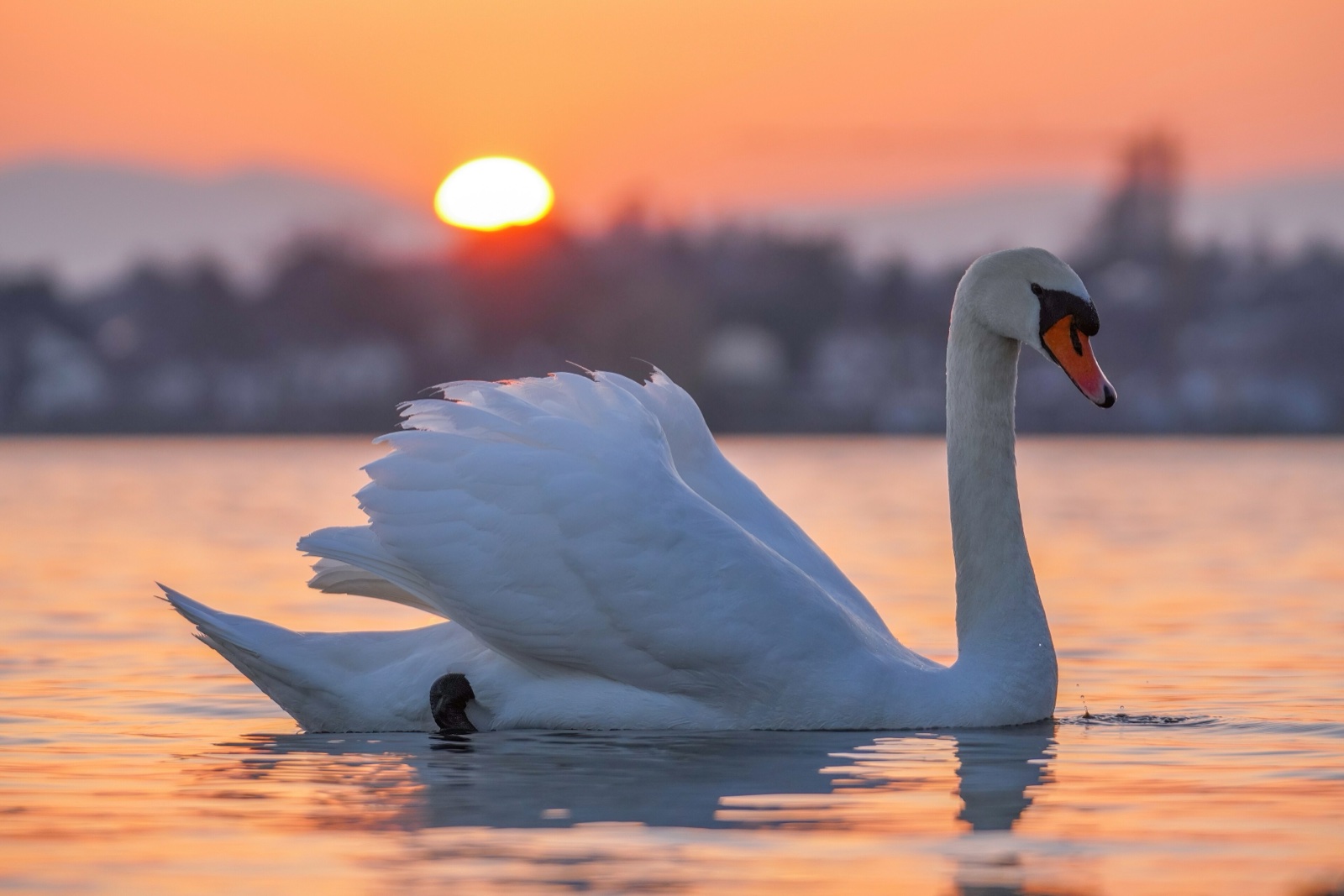 A white mute swan on the water of Lake Geneva, dark against the low sun at sunset.