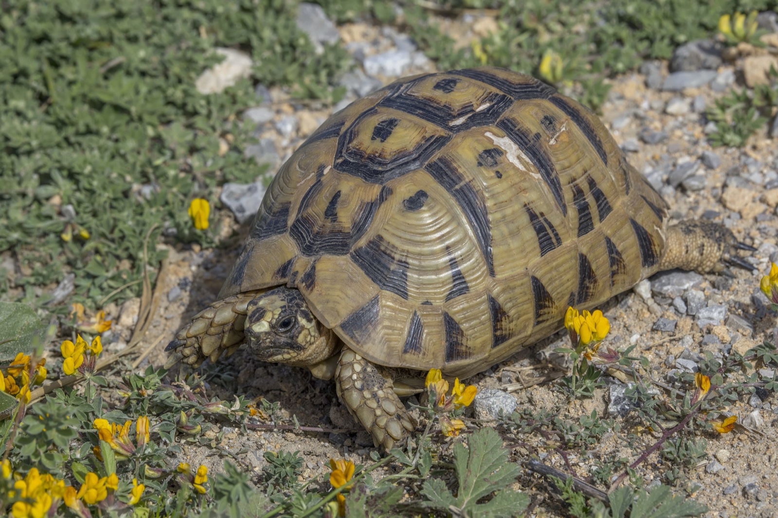 A male Tunisian spur-thighed tortoise, Testudo graeca nabeulensis, on the Cap Bon peninsula, Tunisia.