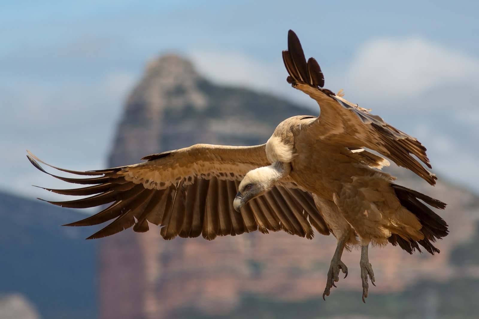 A griffon vulture in flight with broad wings spread.
