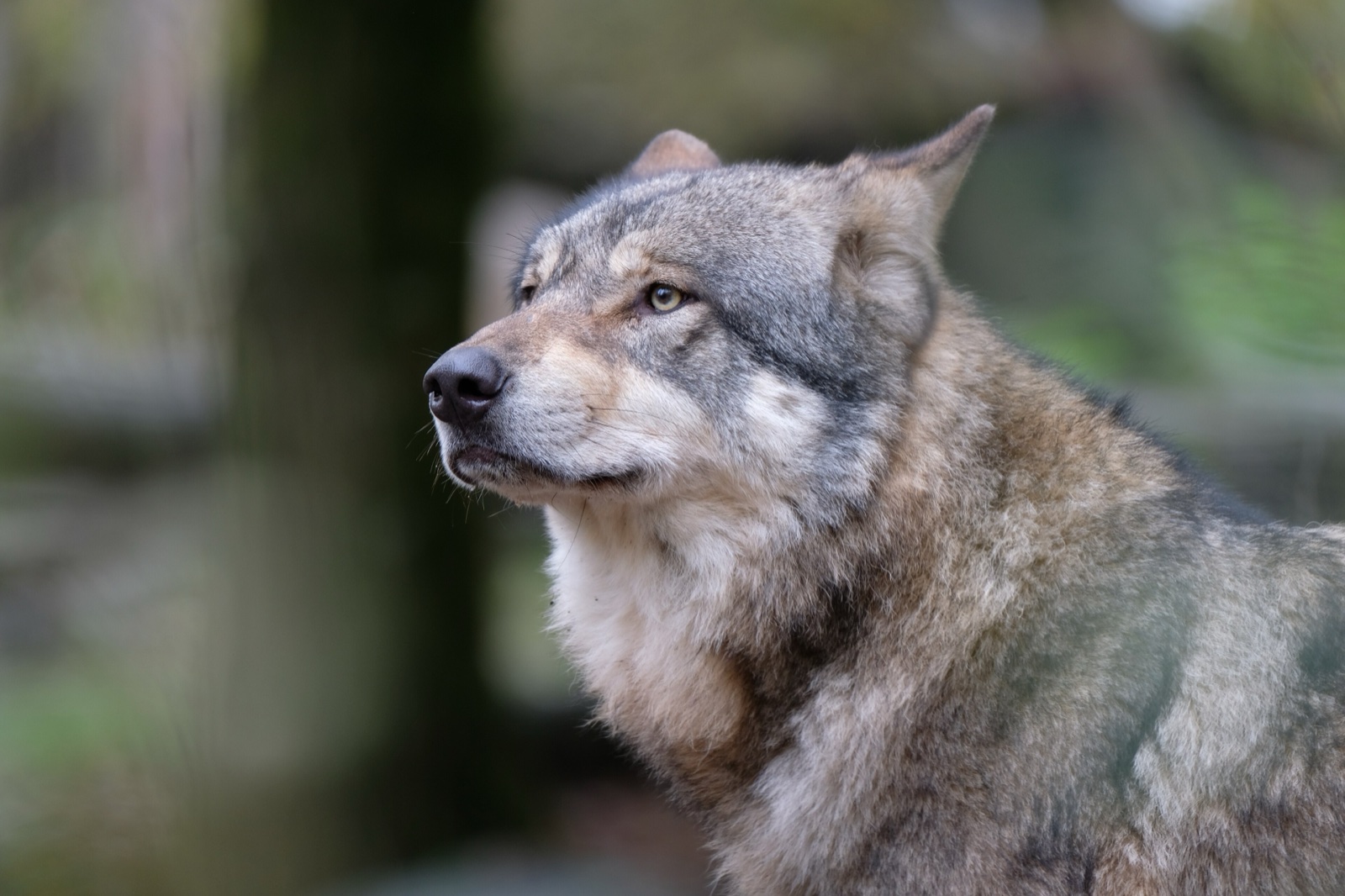A grey wolf at the Sainte-Croix animal park.