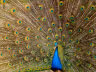 A peacock displaying its full train.