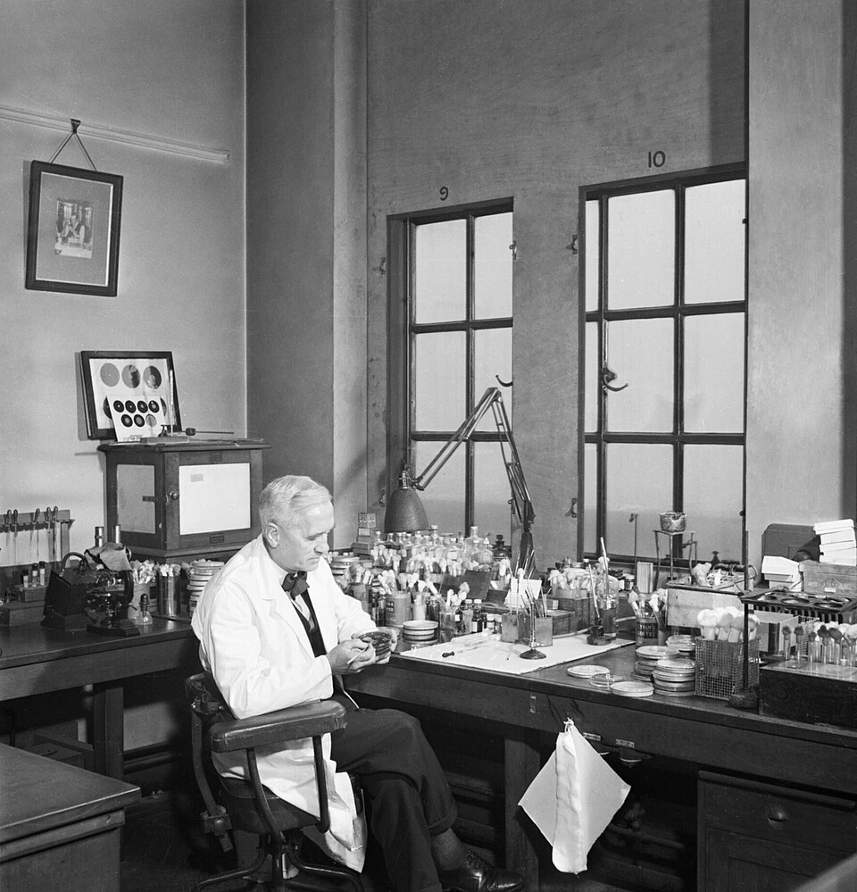 Alexander Fleming at work in his St Mary's Hospital laboratory during the Second World War
