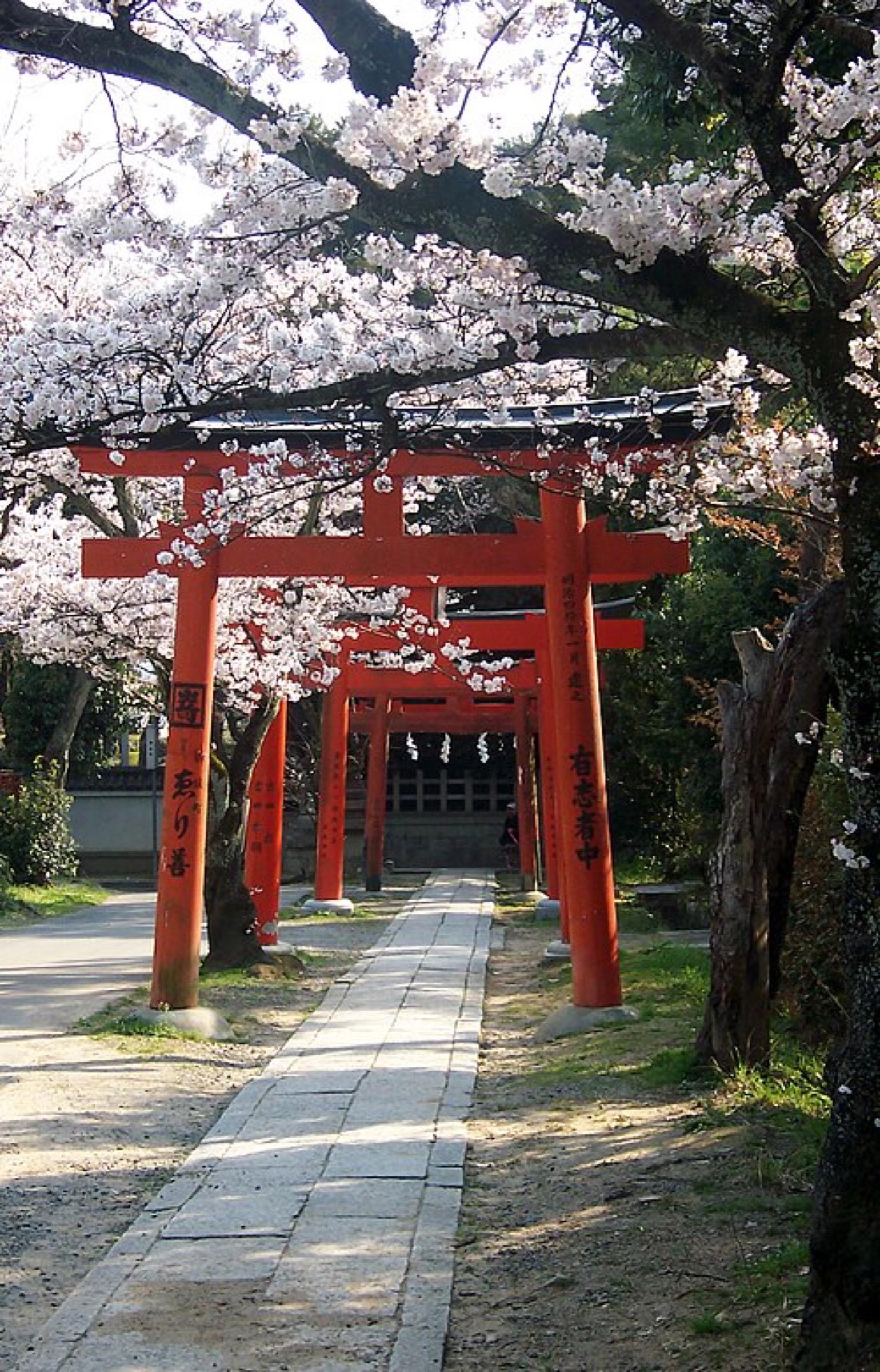 Torii and flowering cherry trees at Yoshida Shrine, Kyoto, photographed by Chris Gladis in 2006. The shrine illustrates the institutional setting of the Yoshida tradition; the photograph does not claim to show an unchanged sixteenth-century structure